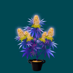 NFTokin #1223