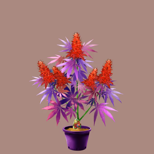 NFTokin #12510