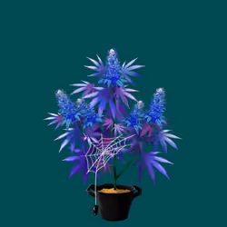 NFTokin #12851