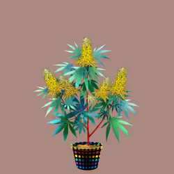 NFTokin #2117