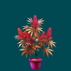 NFTokin #3304