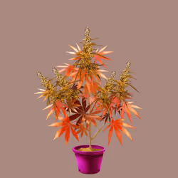 NFTokin #5060