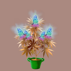 NFTokin #10107