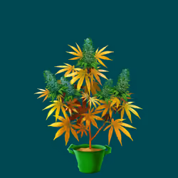 NFTokin #6221