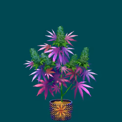 NFTokin #288