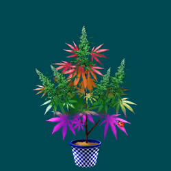NFTokin #11593