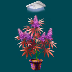 NFTokin #6498