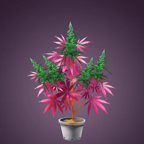 NFTokin #11216