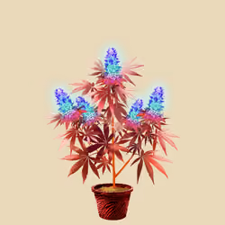 NFTokin #7804