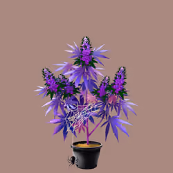NFTokin #6605