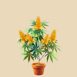 NFTokin #11435