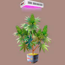 NFTokin #1179