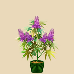 NFTokin #6717