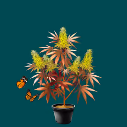 NFTokin #5244