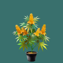 NFTokin #1064