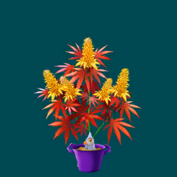 NFTokin #3874
