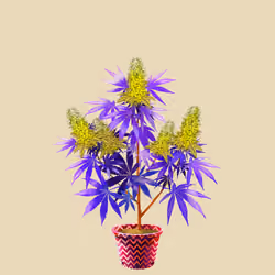 NFTokin #6667