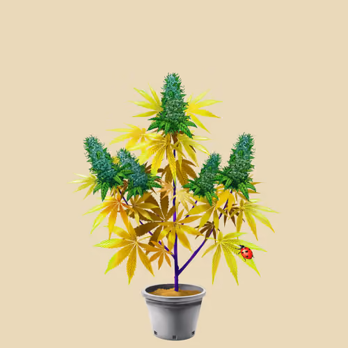 NFTokin #10077