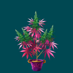 NFTokin #4624