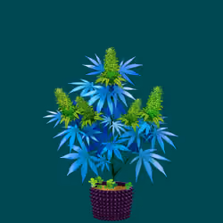 NFTokin #2031
