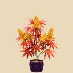 NFTokin #3442