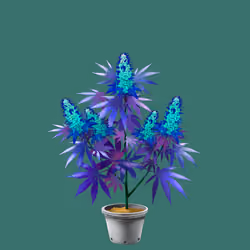 NFTokin #2085