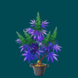 NFTokin #12508