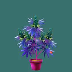 NFTokin #5509