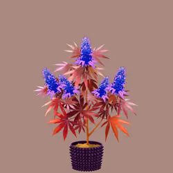 NFTokin #5050