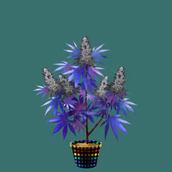 NFTokin #8862