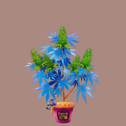 NFTokin #4930