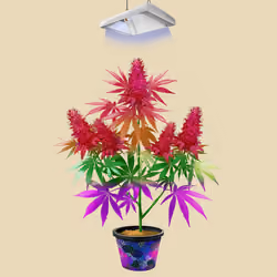 NFTokin #737