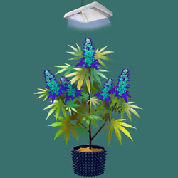 NFTokin #12306