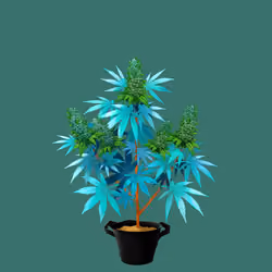NFTokin #5656