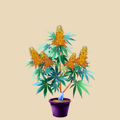 NFTokin #12576