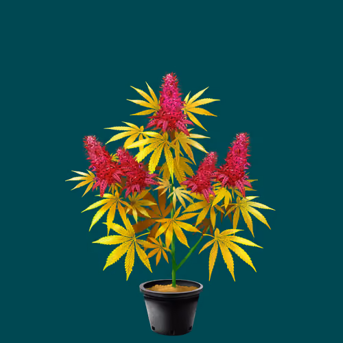 NFTokin #12917