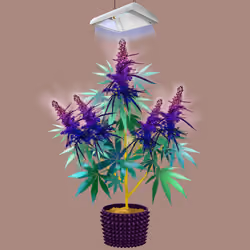 NFTokin #12427