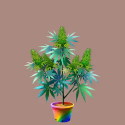 NFTokin #2798