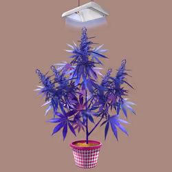 NFTokin #10465