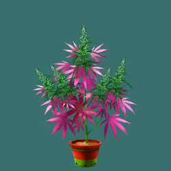 NFTokin #8082