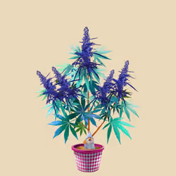 NFTokin #6275