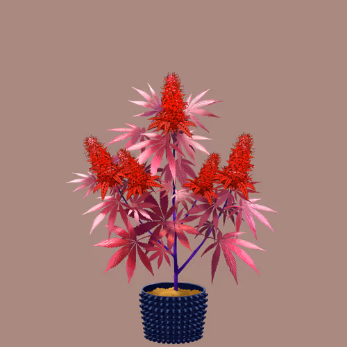 NFTokin #12786