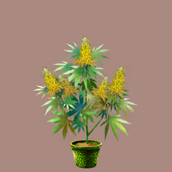 NFTokin #10713