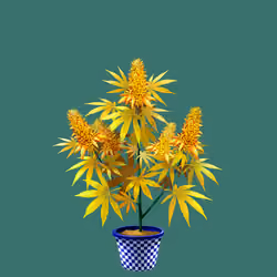 NFTokin #4440