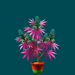 NFTokin #11717