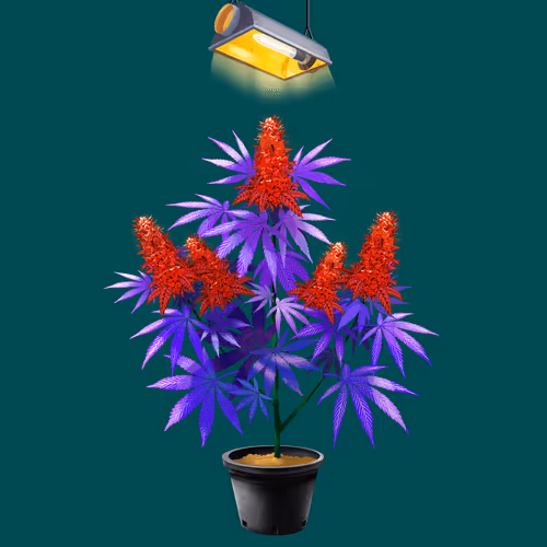 NFTokin #11902