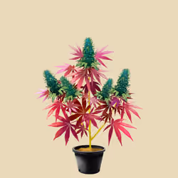 NFTokin #5805