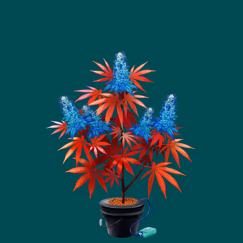 NFTokin #6902