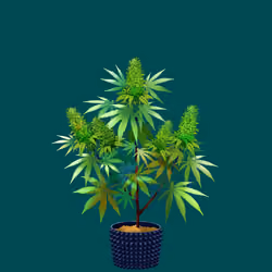 NFTokin #12489