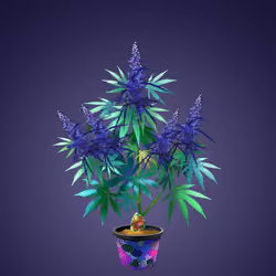 NFTokin #10072